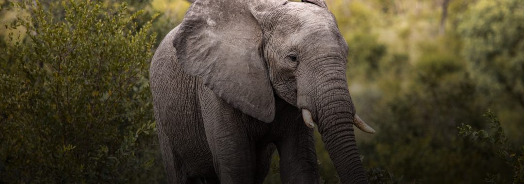 An Insider’s Guide to the Perfect South African Safari